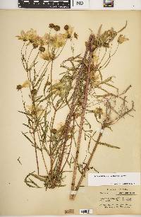 Bidens trichosperma image