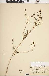 Bidens trichosperma image