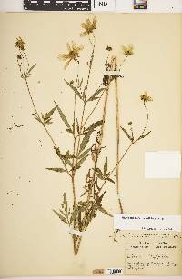 Bidens trichosperma image