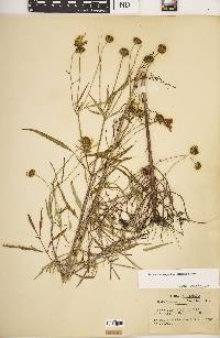 Bidens trichosperma image