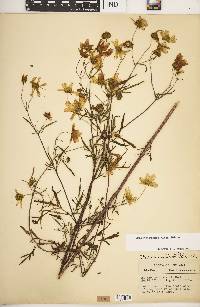 Bidens trichosperma image