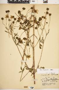 Bidens trichosperma image