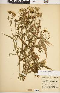 Bidens trichosperma image