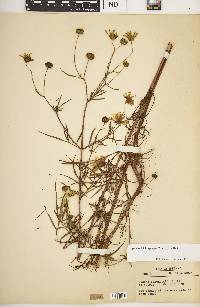 Bidens trichosperma image