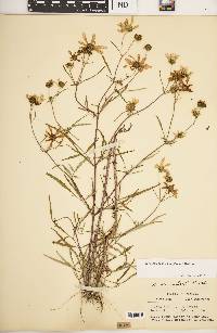 Bidens trichosperma image