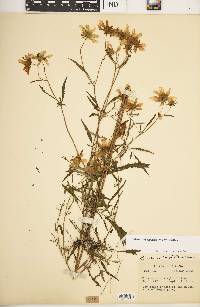 Bidens trichosperma image