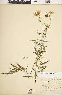 Bidens trichosperma image