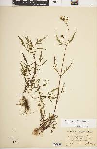 Bidens trichosperma image