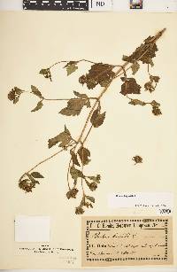 Bidens tripartita image