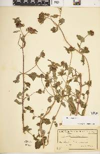 Bidens tripartita image