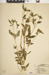 Bidens vulgata image