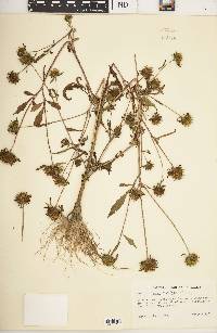 Bidens vulgata image