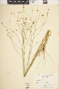 Boltonia diffusa image