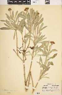 Borrichia frutescens image