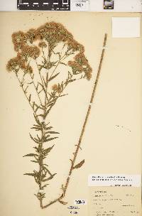 Brickellia eupatorioides var. corymbulosa image