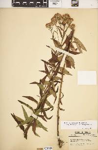 Brickellia eupatorioides image