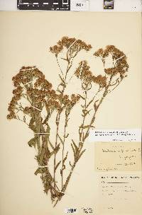 Brickellia eupatorioides var. corymbulosa image
