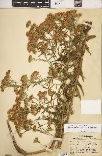 Brickellia eupatorioides image