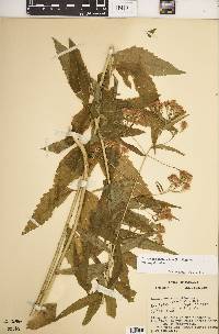 Brickellia eupatorioides image