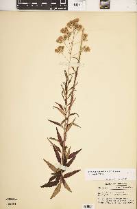 Brickellia eupatorioides image