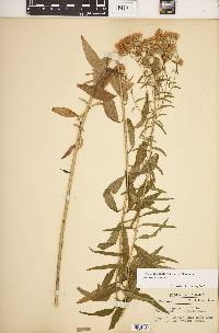 Brickellia eupatorioides image