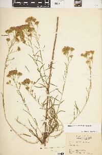 Brickellia eupatorioides image