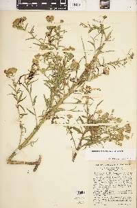 Brickellia eupatorioides image