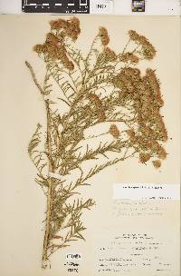 Brickellia eupatorioides image