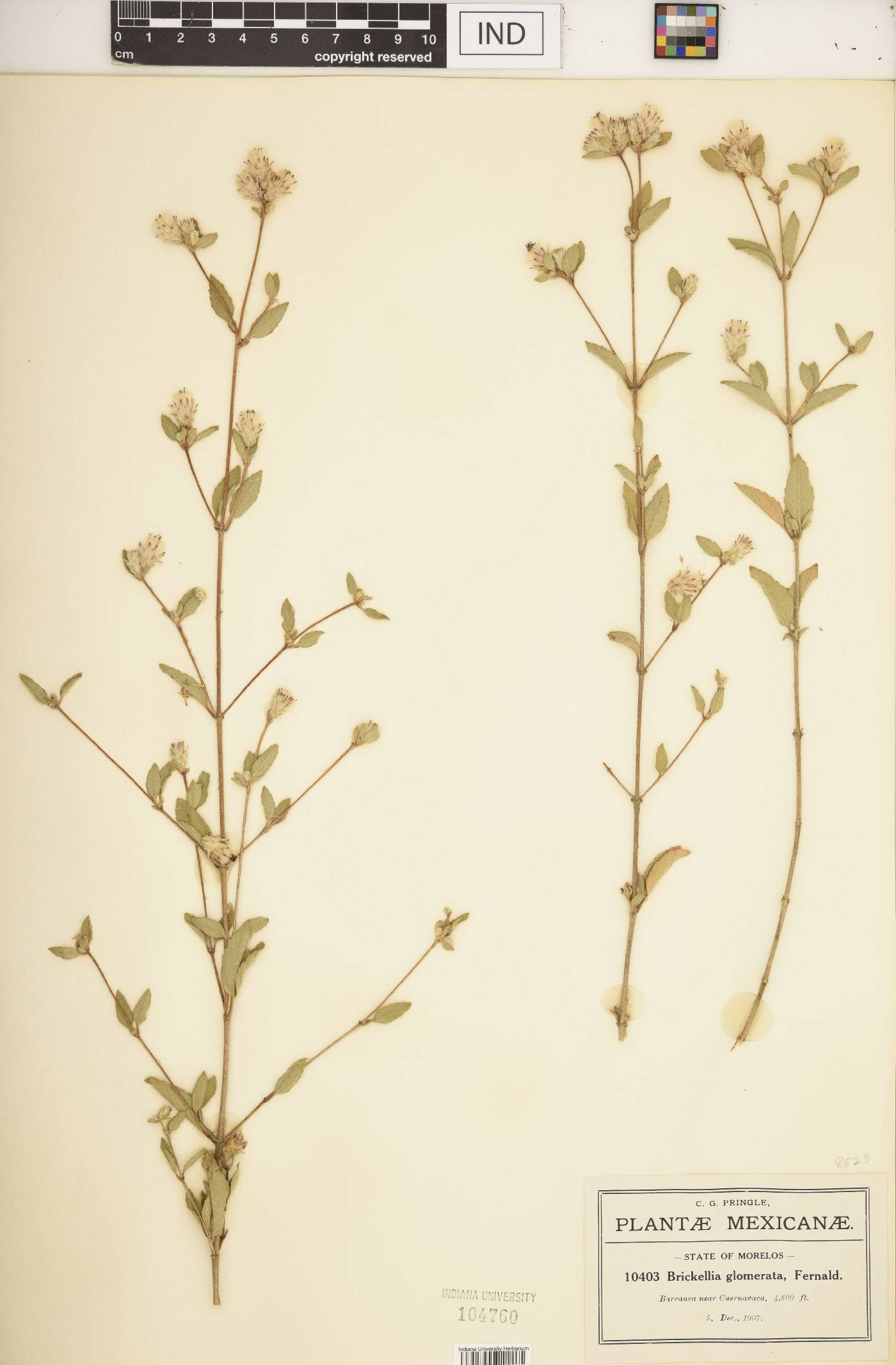 Brickellia glomerata image