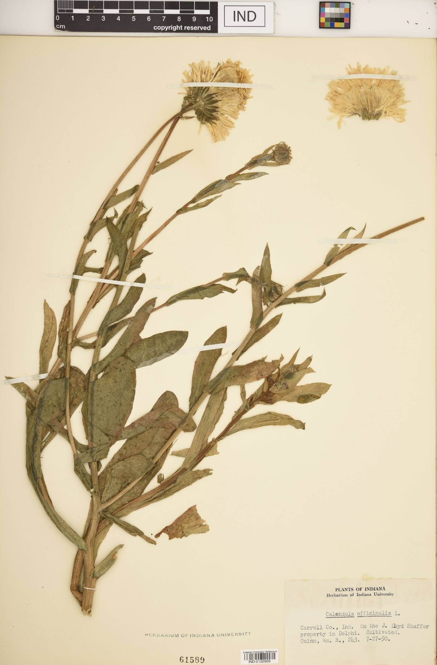 Calendula officinalis image