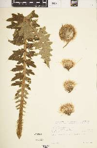 Carduus keniensis image