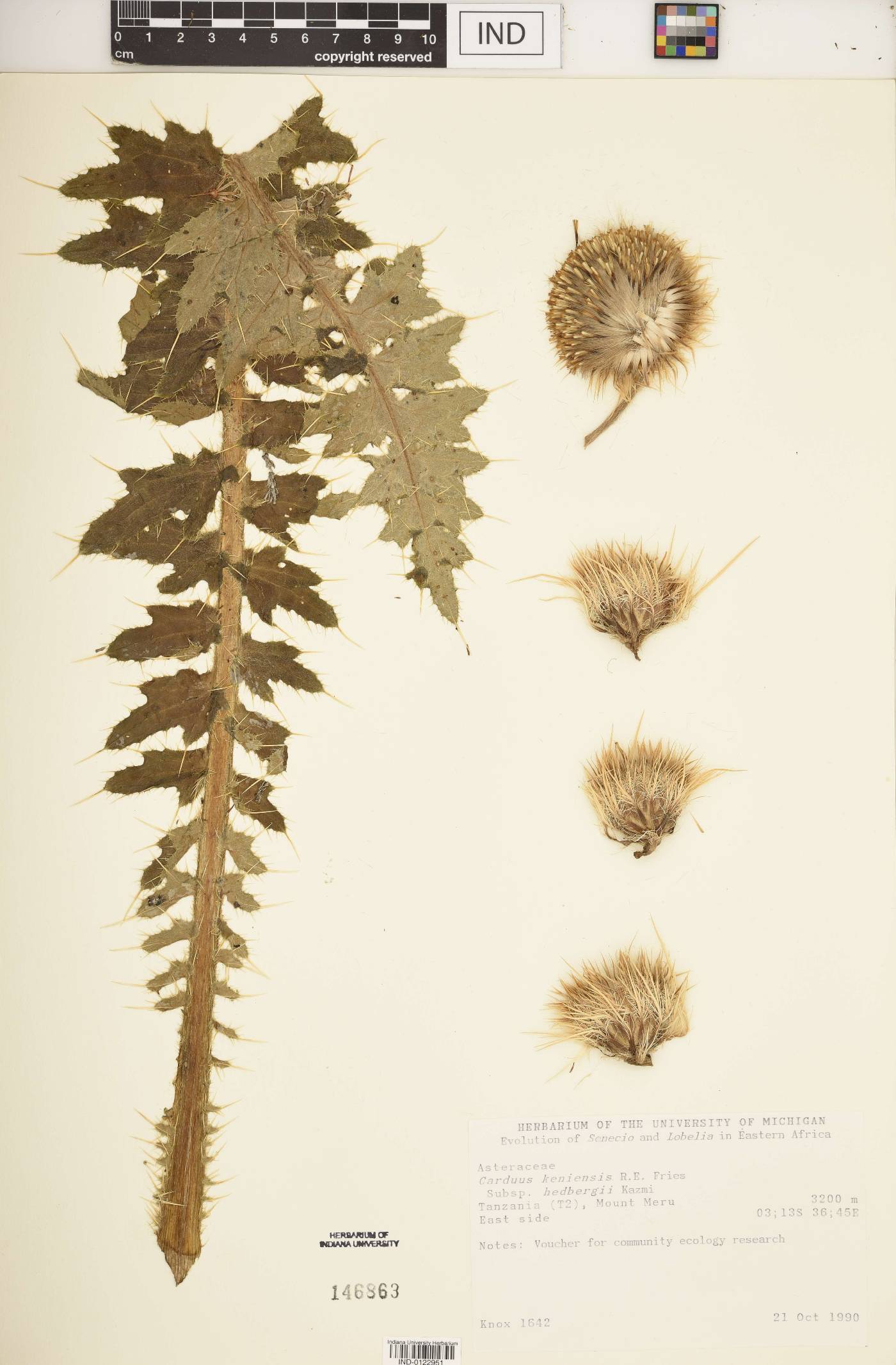 Carduus keniensis subsp. hedbergii image