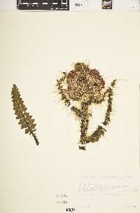 Carduus keniensis image
