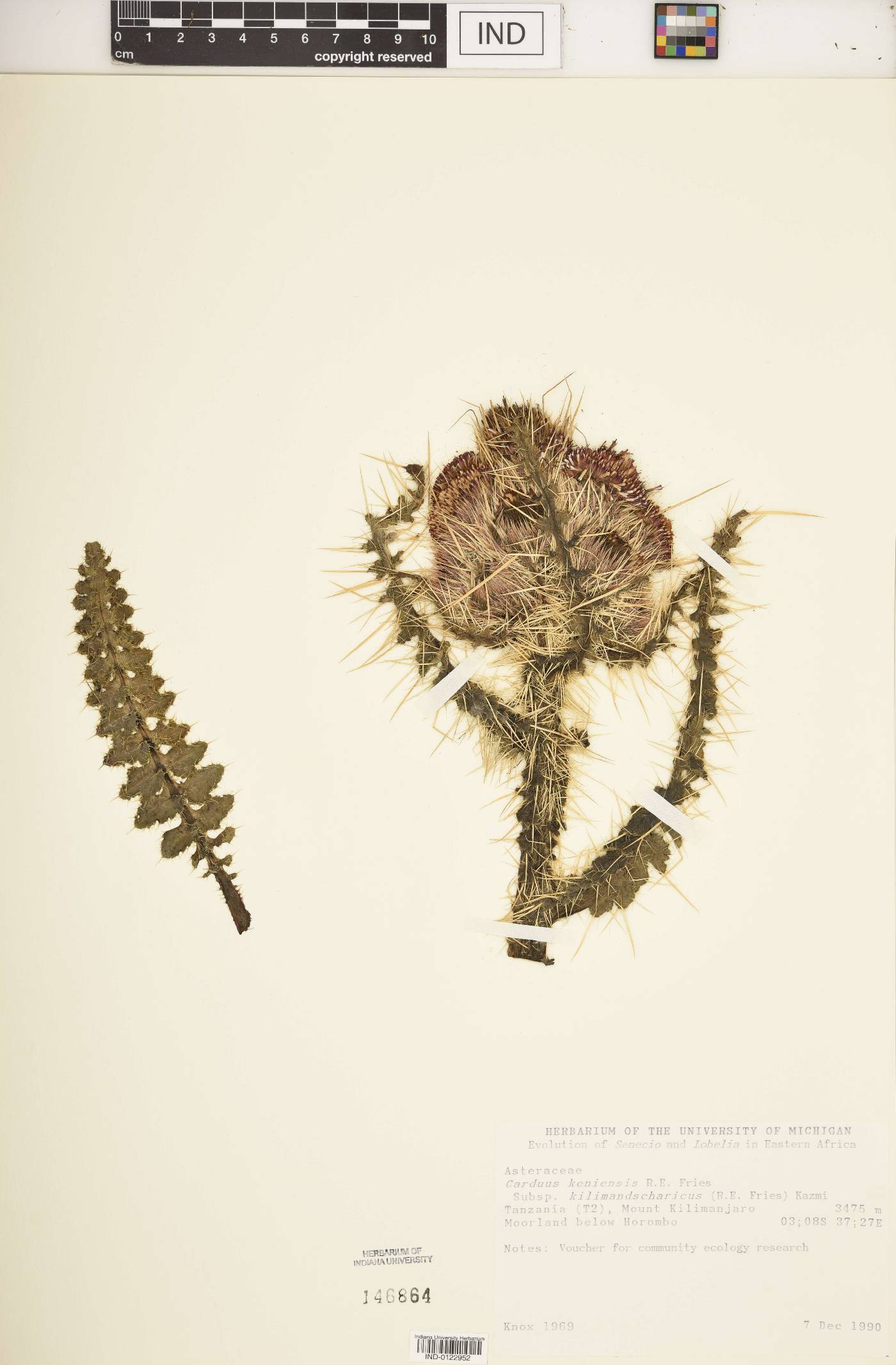 Carduus keniensis subsp. kilimandscharicus image
