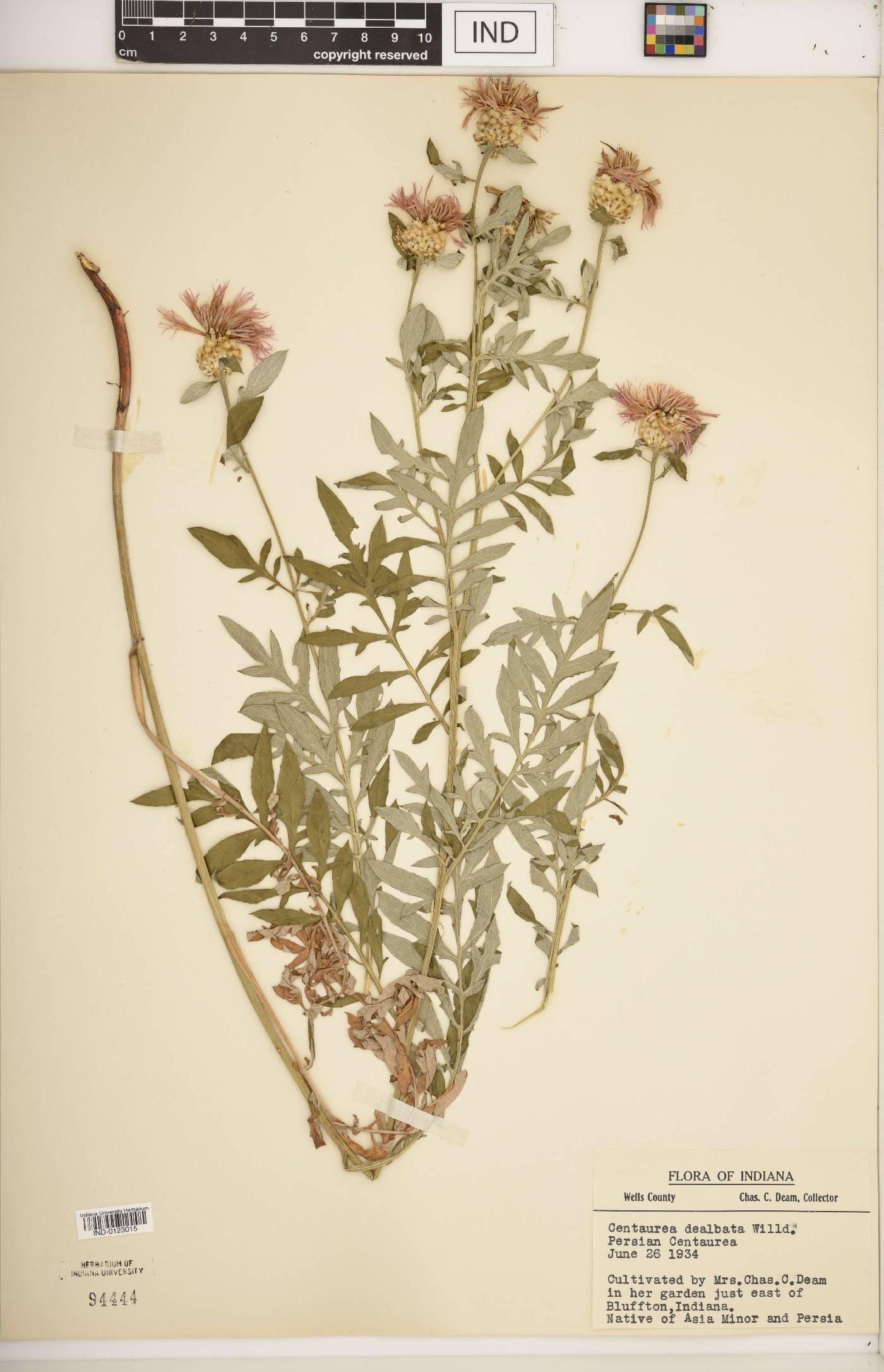 Centaurea dealbata image