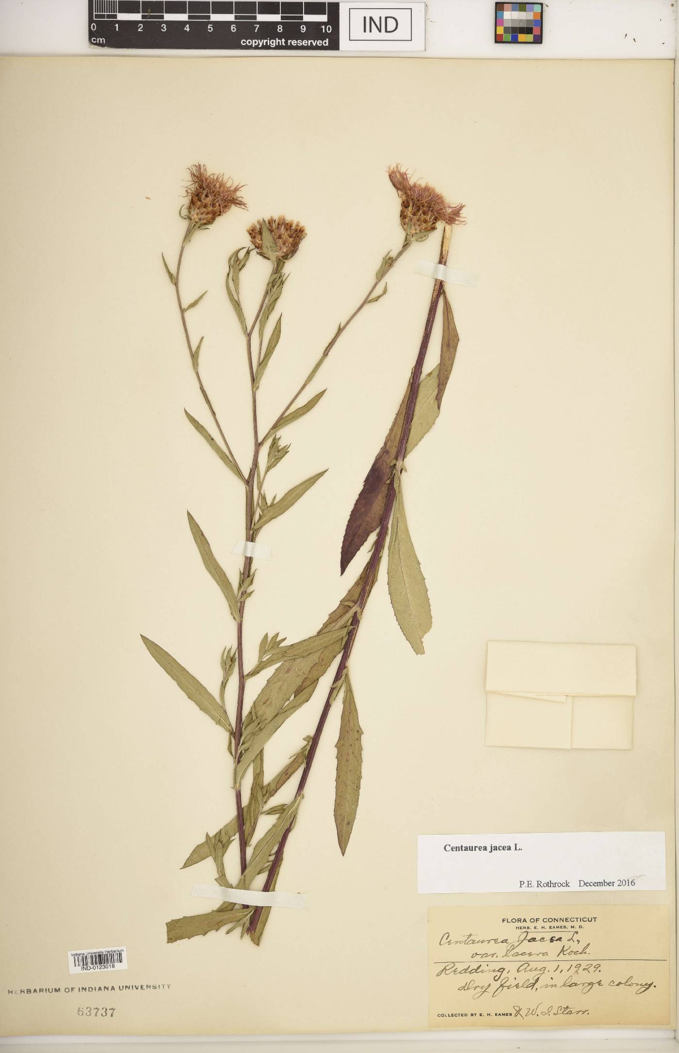 Centaurea jacea image