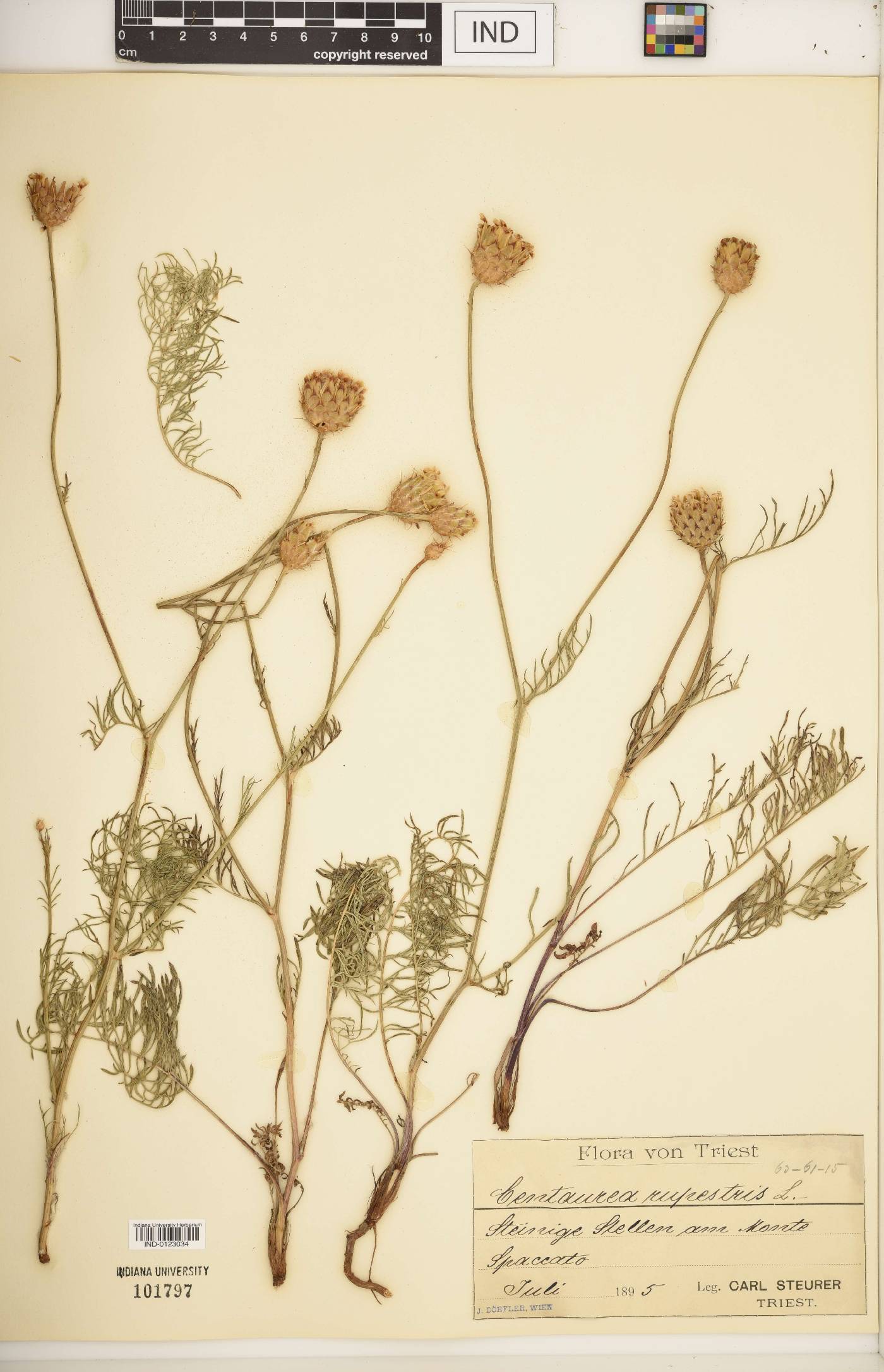 Centaurea rupestris image