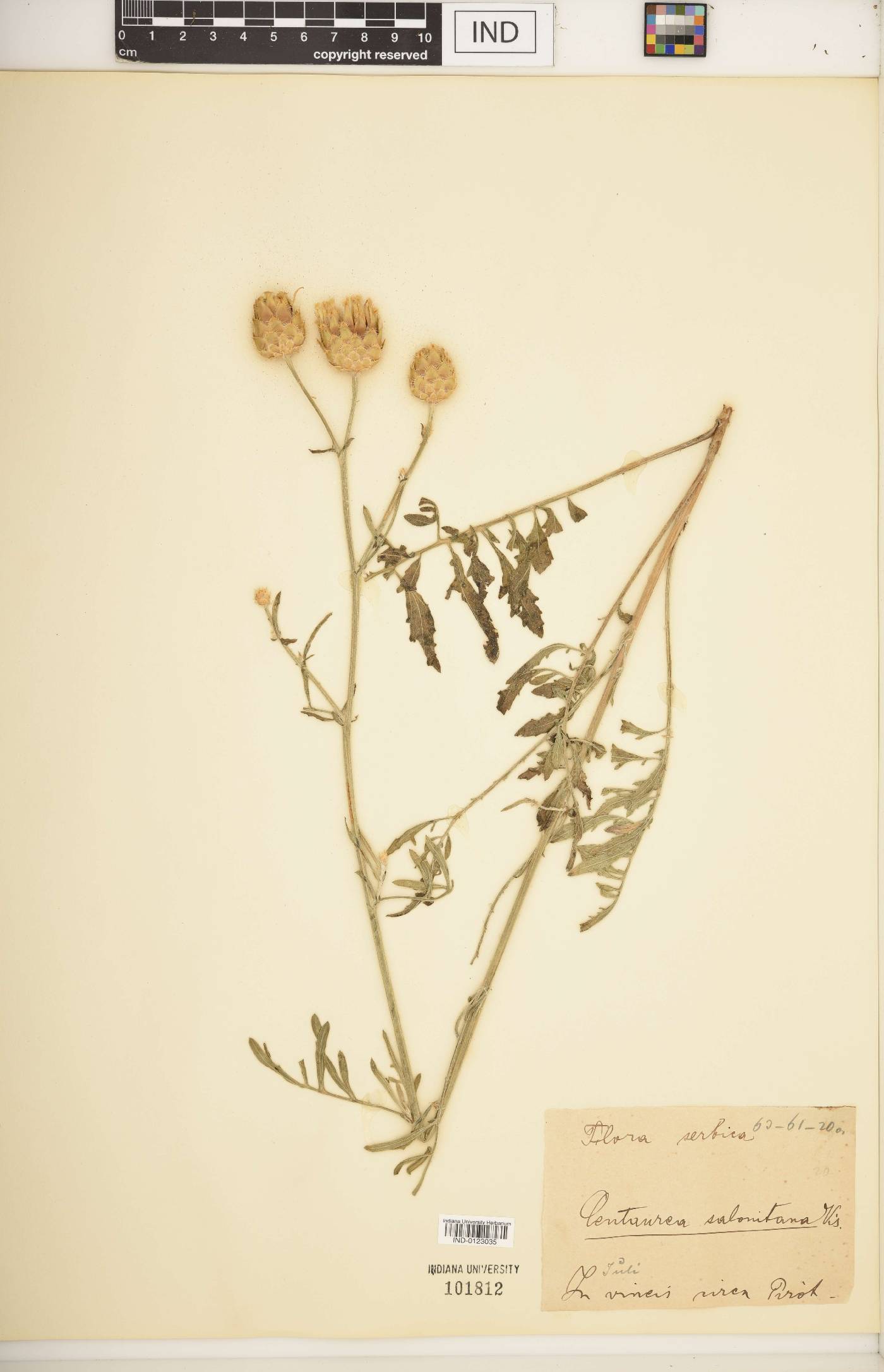 Centaurea salonitana image