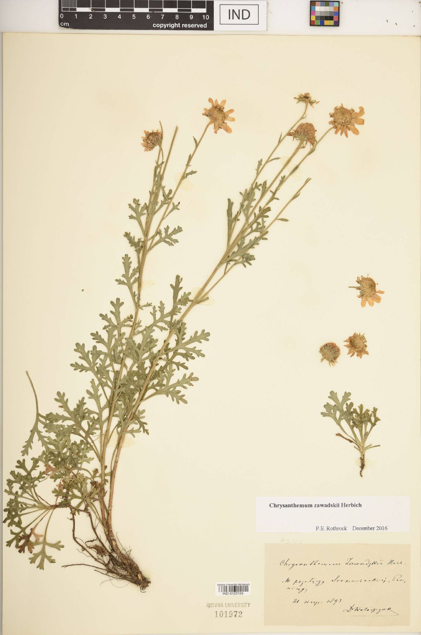 Chrysanthemum zawadskii image