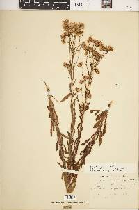 Chrysopsis subulata image