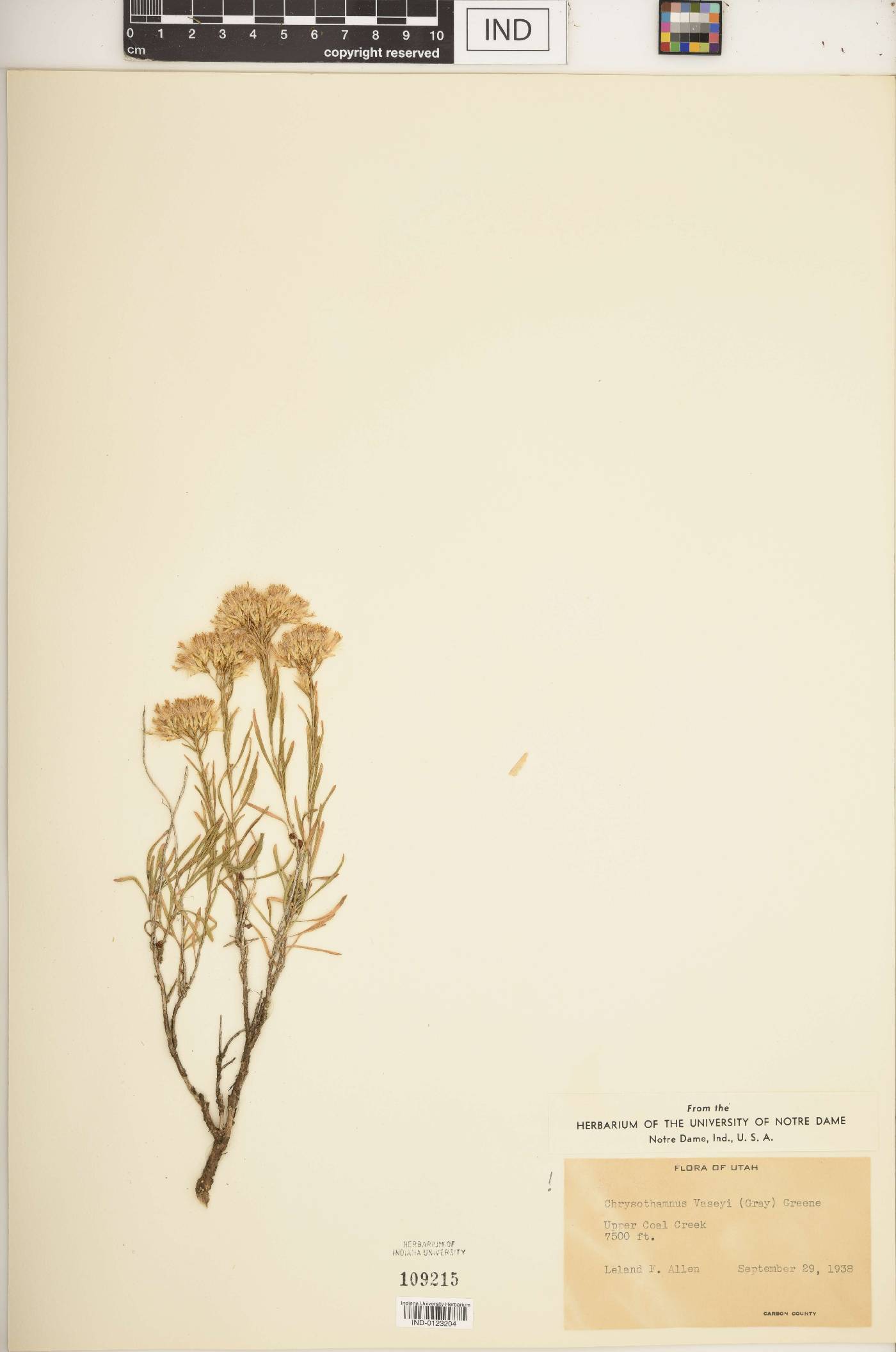 Chrysothamnus vaseyi image