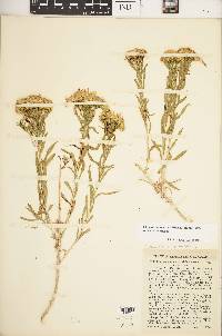 Chrysothamnus viscidiflorus var. viscidiflorus image