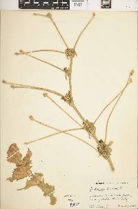 Cichorium endivia image