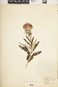 Cirsium altissimum image