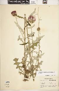 Cirsium carolinianum image