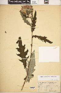 Cirsium discolor image