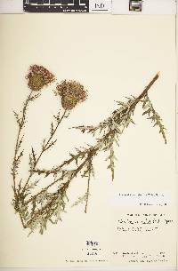 Cirsium discolor image