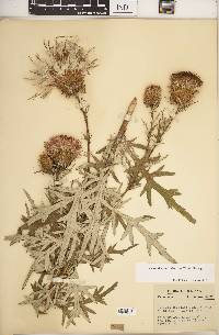 Cirsium discolor image