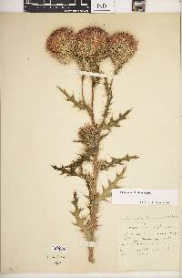 Cirsium horridulum image