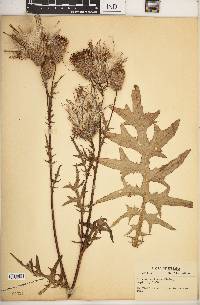 Cirsium muticum image